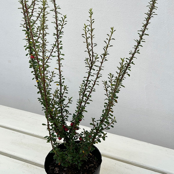 コトネアスター:ホリゾンタリス(シロシタン)4号ポット