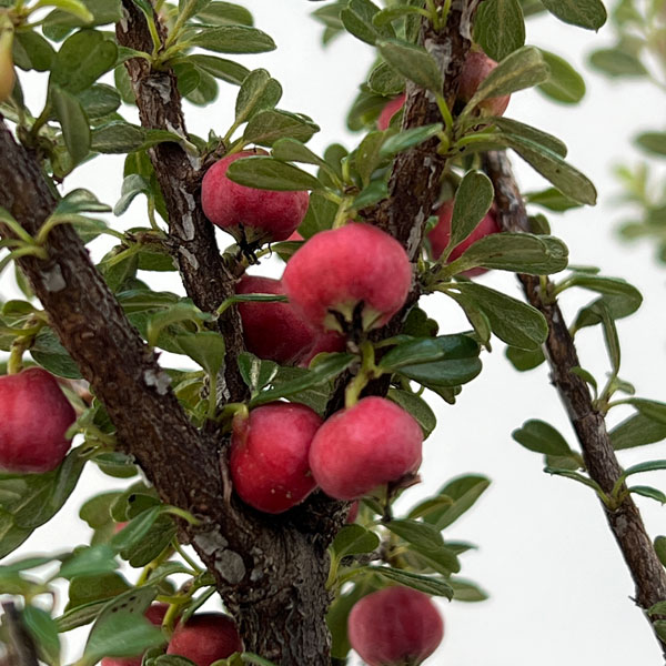 コトネアスター:ホリゾンタリス(シロシタン)4号ポット