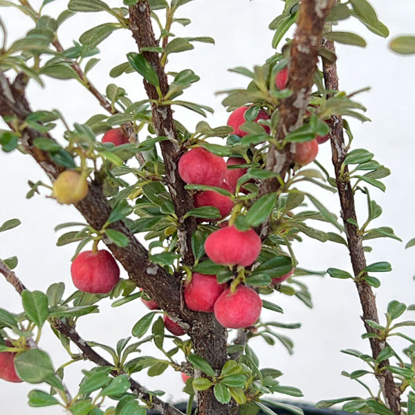 コトネアスター:ホリゾンタリス(シロシタン)4号ポット