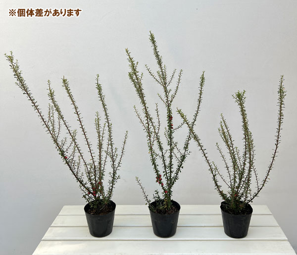 コトネアスター:ホリゾンタリス(シロシタン)4号ポット