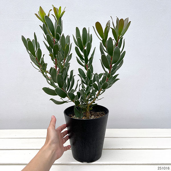 リューカデンドロン:グクラ 5号鉢植え