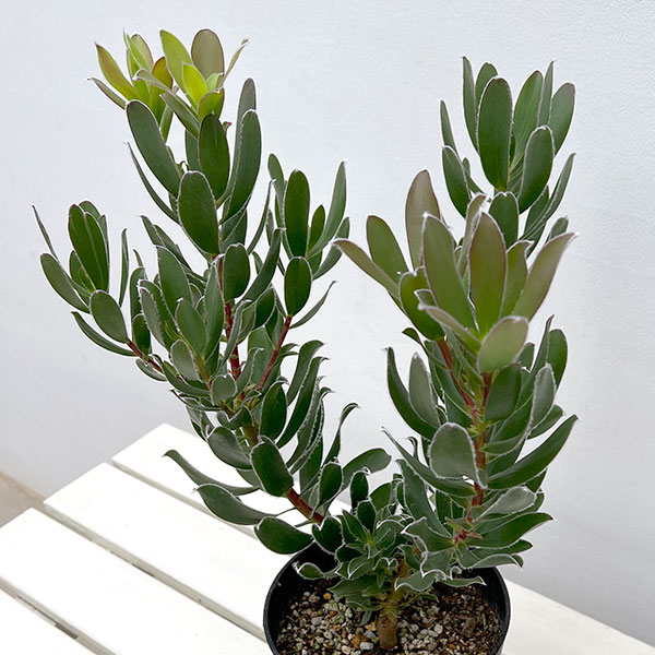 リューカデンドロン:グクラ 5号鉢植え