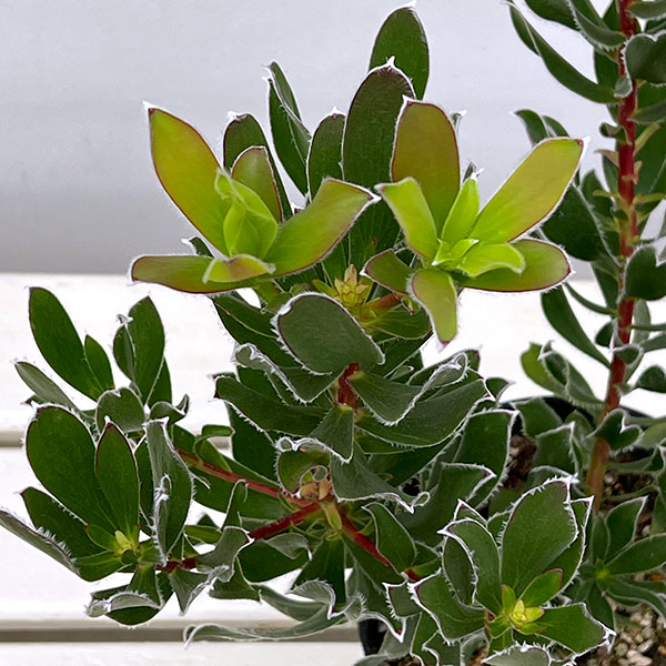 リューカデンドロン:グクラ 5号鉢植え