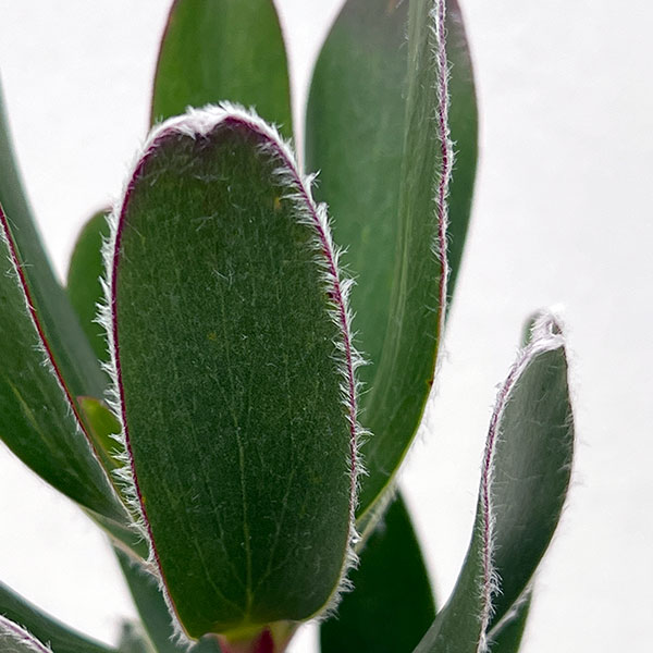 リューカデンドロン:グクラ 5号鉢植え