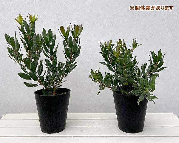 リューカデンドロン:グクラ 5号鉢植え