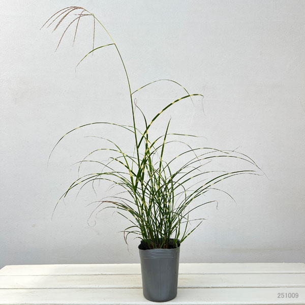 ミスキャンタス:ストリクタス ドワーフ3.5号ポット