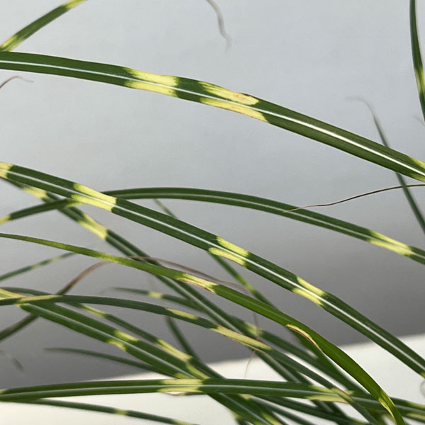 ミスキャンタス:ストリクタス ドワーフ3.5号ポット