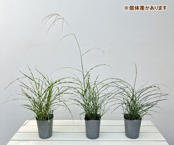 ミスキャンタス:ストリクタス ドワーフ3.5号ポット