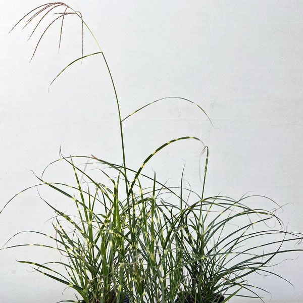 ミスキャンタス:ストリクタス ドワーフ3.5号ポット