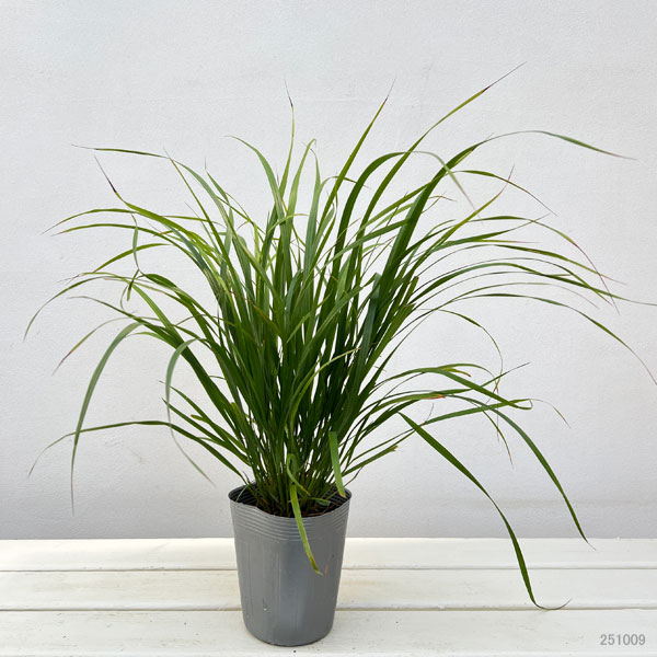 カラマグロスティス:ブラキトリカ3.5号ポット