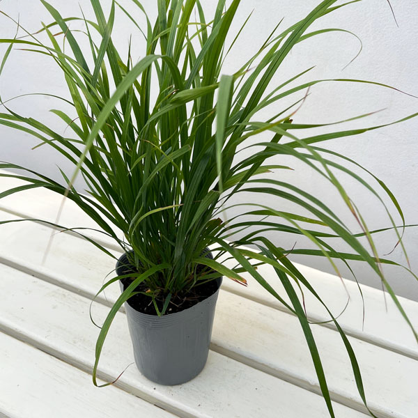 カラマグロスティス:ブラキトリカ3.5号ポット