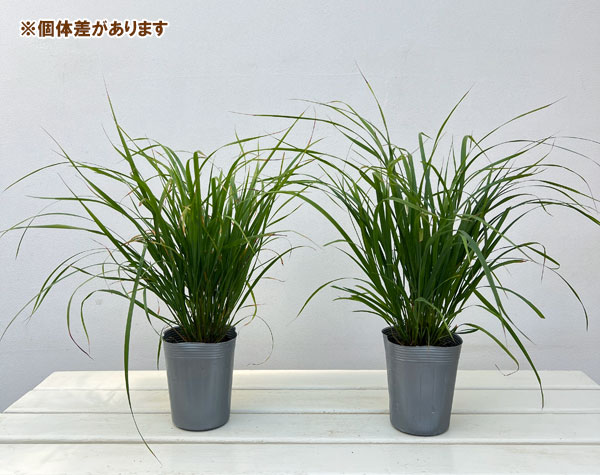 カラマグロスティス:ブラキトリカ3.5号ポット