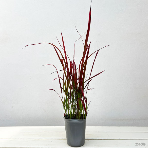 ベニチガヤ(紅チガヤ・レッドバロン)3.5号ロングポット