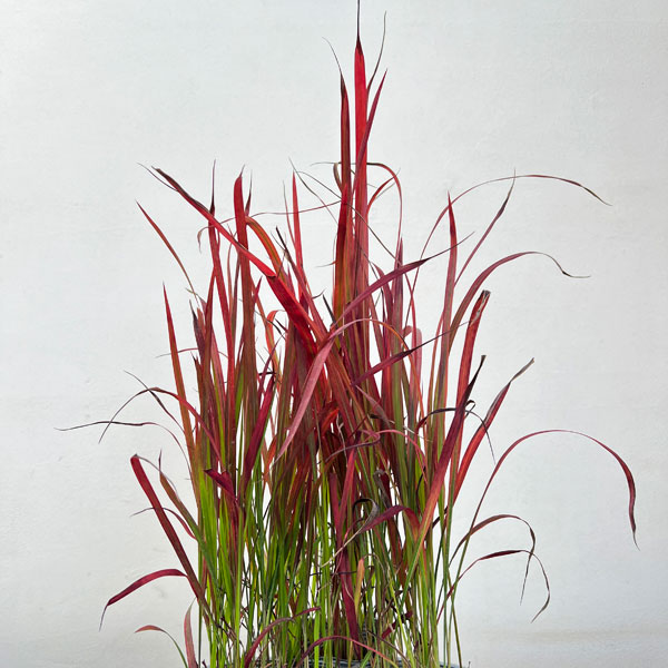 ベニチガヤ(紅チガヤ・レッドバロン)3.5号ロングポット