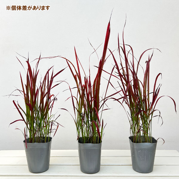 ベニチガヤ(紅チガヤ・レッドバロン)3.5号ロングポット