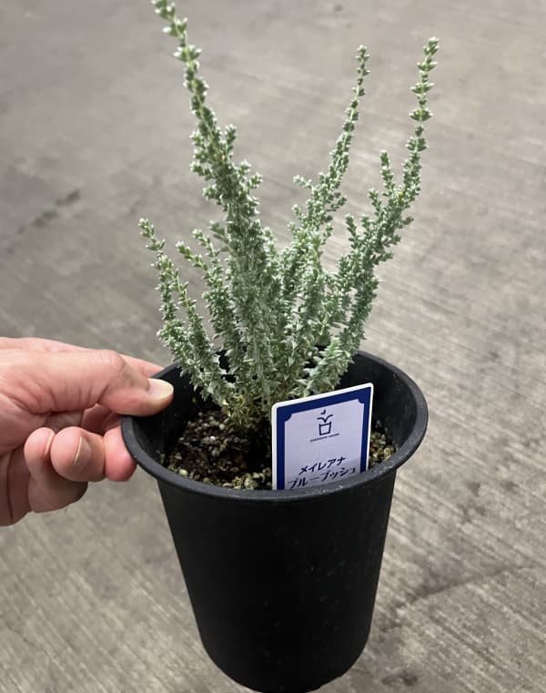 メイレアナ:ブルーブッシュ4号鉢植え
