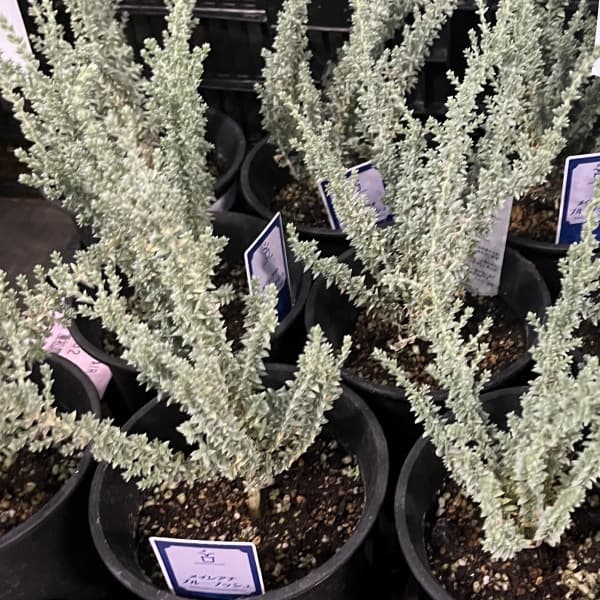 メイレアナ:ブルーブッシュ4号鉢植え