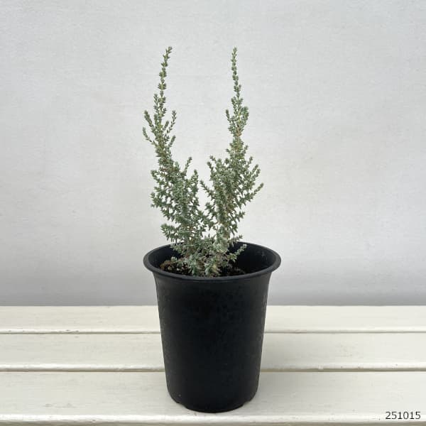 メイレアナ:ブルーブッシュ4号鉢植え