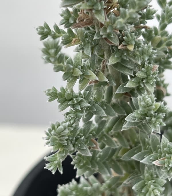 メイレアナ:ブルーブッシュ4号鉢植え