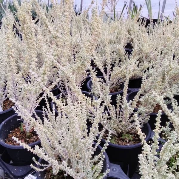 メイレアナ：ブルーブッシュ4号鉢植え