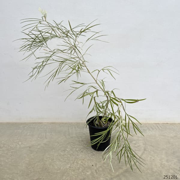 グレビレア：バンクシー アルバ 5号鉢植え