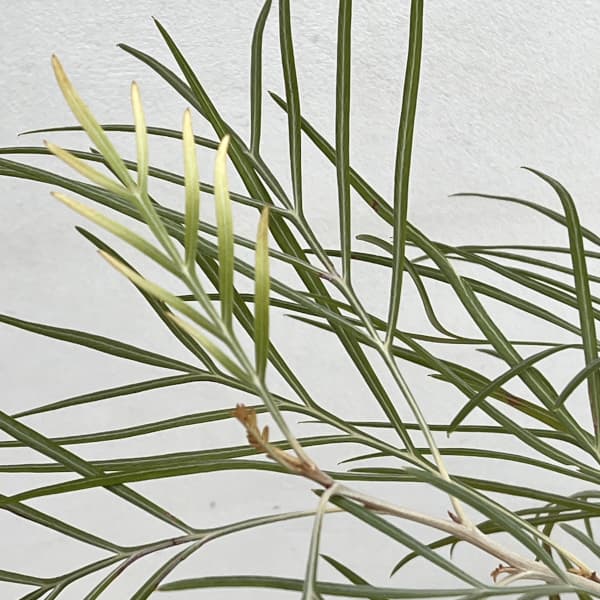 グレビレア：バンクシー アルバ 5号鉢植え