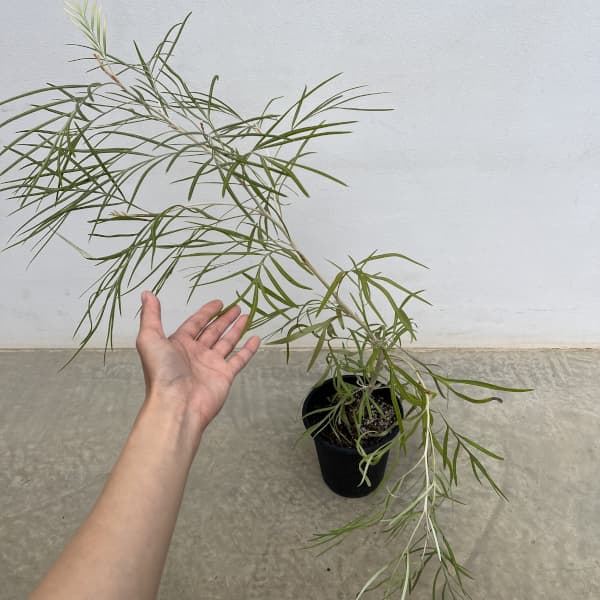 グレビレア：バンクシー アルバ 5号鉢植え