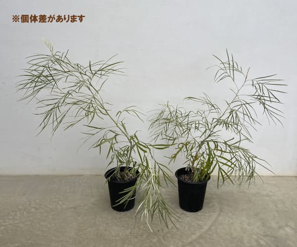 グレビレア：バンクシー アルバ 5号鉢植え