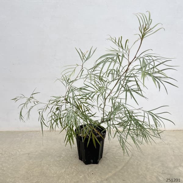 グレビレア:バンクシーアルバ 6号鉢植え