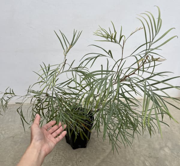 グレビレア:バンクシーアルバ 6号鉢植え