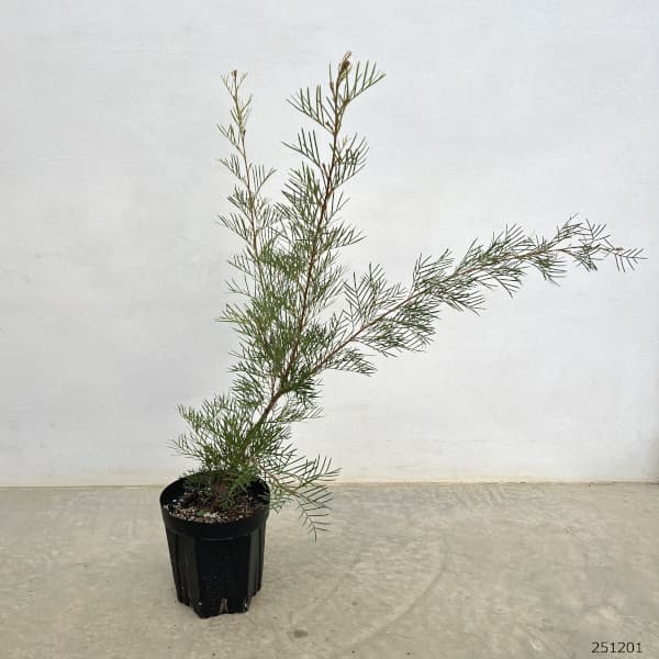 グレビレア：ラナマリー6号鉢植え