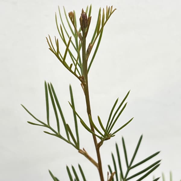 グレビレア：ラナマリー6号鉢植え