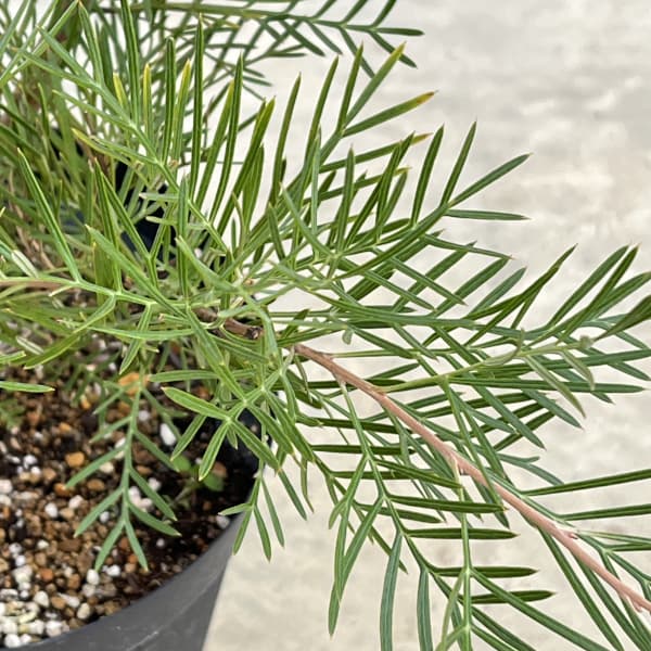 グレビレア：ラナマリー6号鉢植え