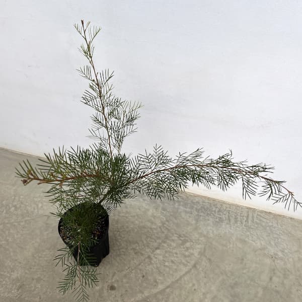 グレビレア：ラナマリー6号鉢植え