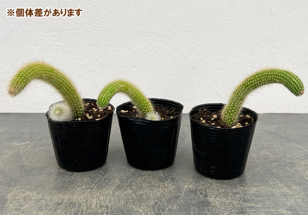 サボテン:金紐 3号ポット