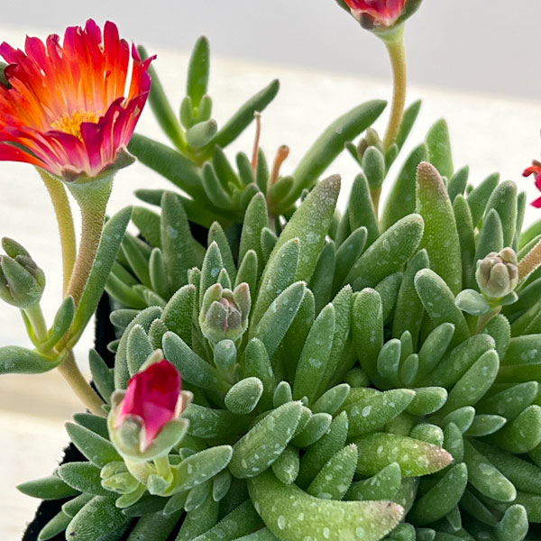 マツバギク：おひさま花火 リド マゼンタオレンジホワイト3号ポット 6株セット