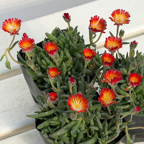 マツバギク：おひさま花火 リド マゼンタオレンジホワイト3号ポット 6株セット