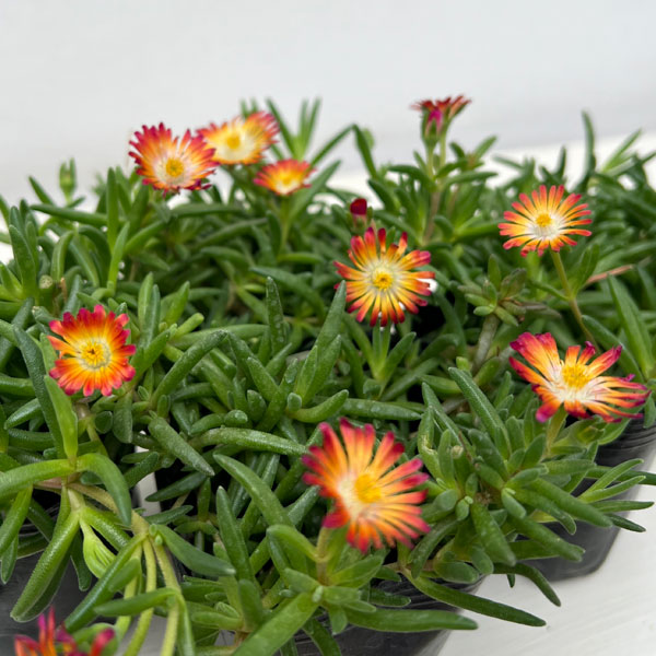 マツバギク：おひさま花火 リド マゼンタオレンジホワイト3号ポット