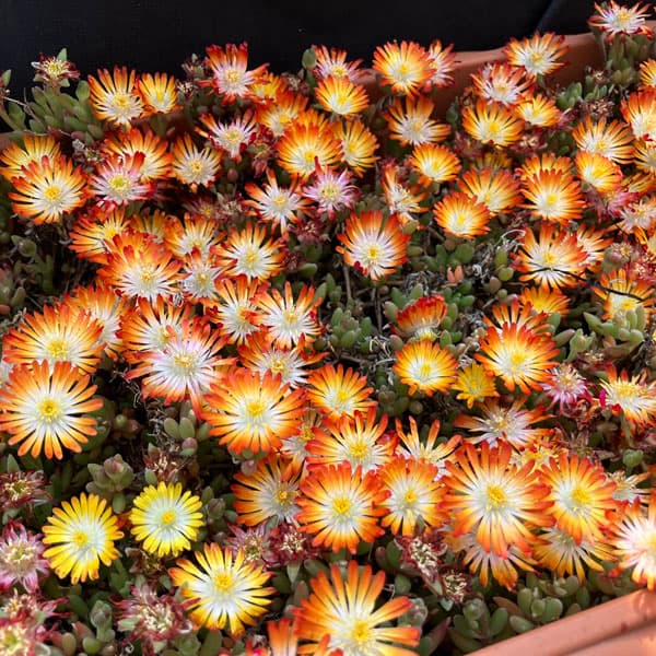 マツバギク：おひさま花火 リド マゼンタオレンジホワイト3号ポット