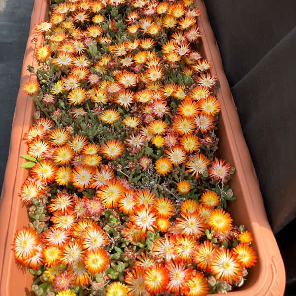 マツバギク：おひさま花火 リド マゼンタオレンジホワイト3号ポット