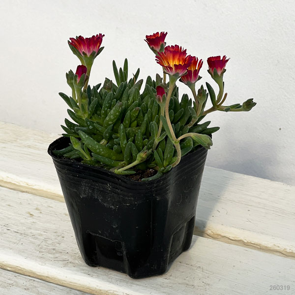 マツバギク：おひさま花火 リド マゼンタオレンジホワイト3号ポット 6株セット