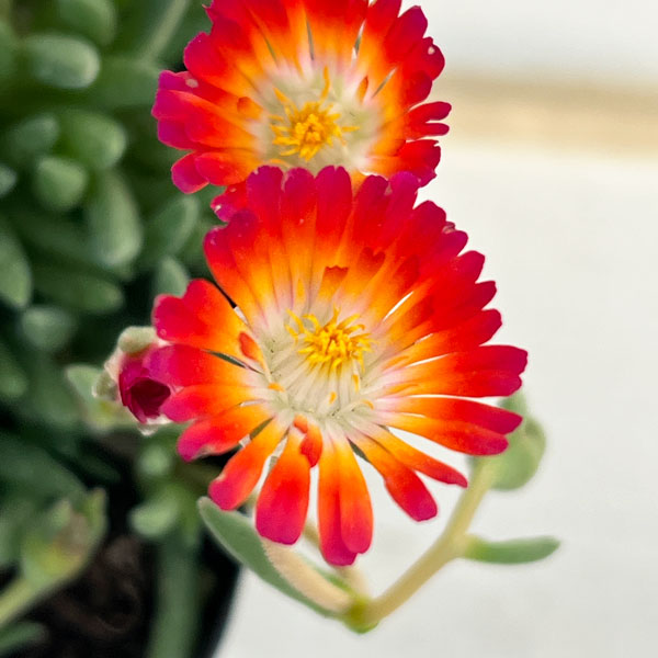 マツバギク：おひさま花火 リド マゼンタオレンジホワイト3号ポット 6株セット