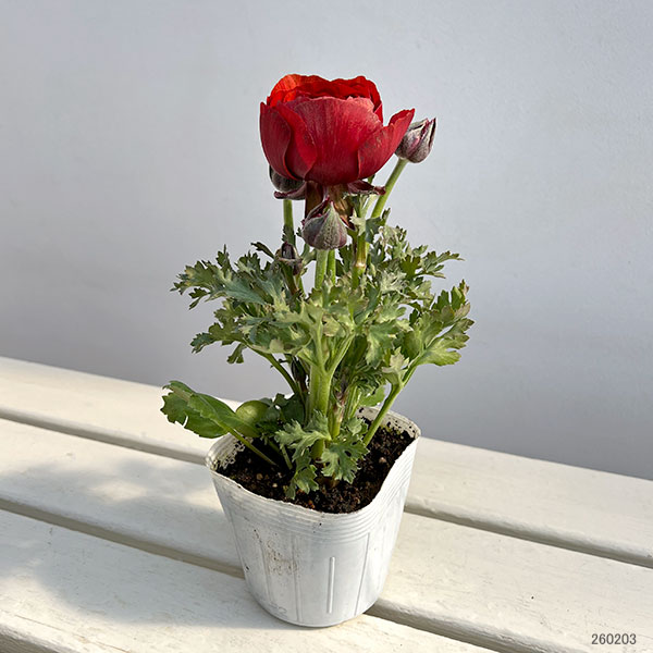 ラナンキュラス：マシェ・チョコレート3.5号ポット