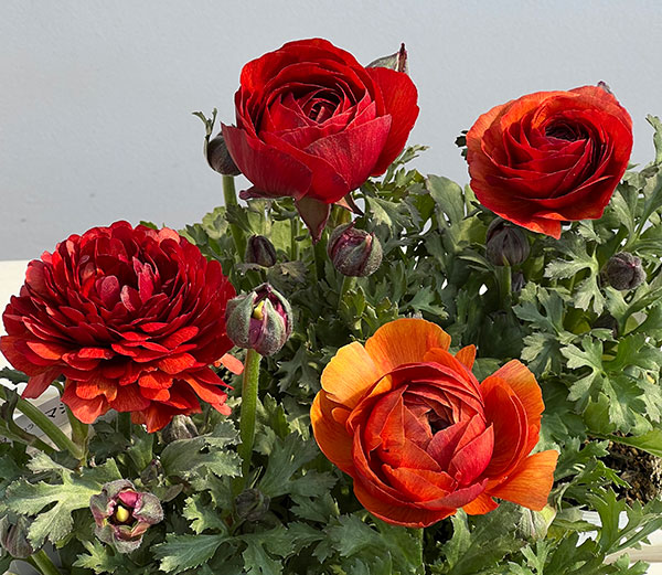 ラナンキュラス：マシェ・チョコレート3.5号ポット