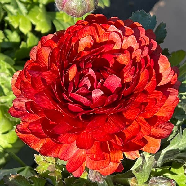 ラナンキュラス：マシェ・チョコレート3.5号ポット