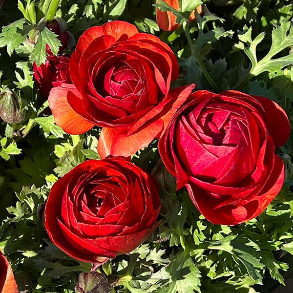 ラナンキュラス：マシェ・チョコレート3.5号ポット