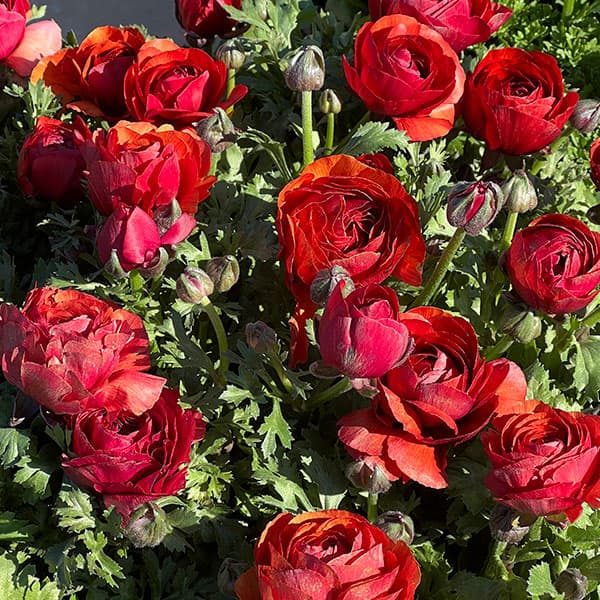 ラナンキュラス：マシェ・チョコレート3.5号ポット