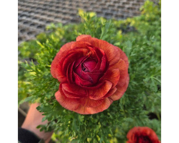 ラナンキュラス：マシェ・チョコレート3.5号ポット