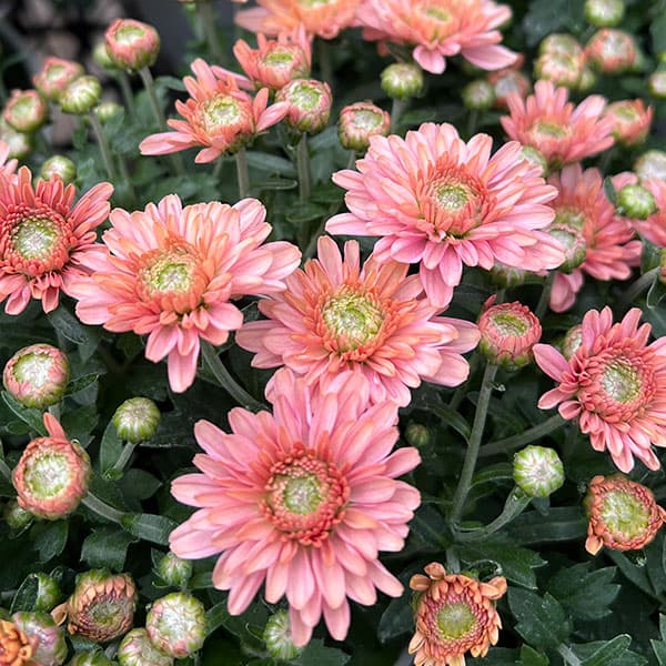 ポットクリサンセマム・アラモード アプリコット4号鉢入り