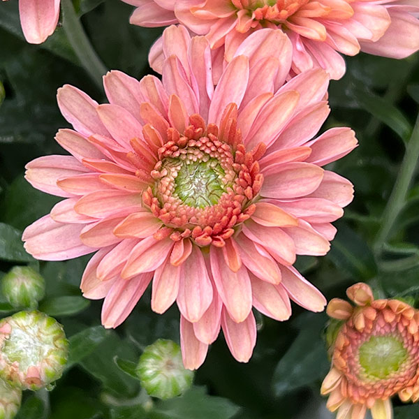 ポットクリサンセマム・アラモード アプリコット4号鉢入り